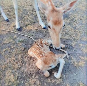 Meet your Posher, Sue